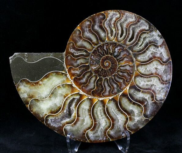 Cut Ammonite Fossil (Half) - Agatized #21168
